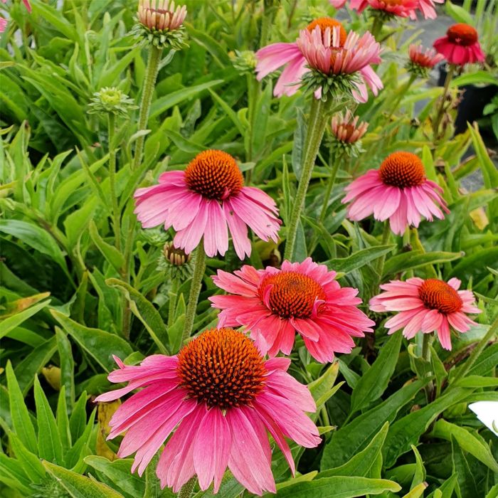 Sonnenhut\u0020\u0028Echinacea\u0029\u0020Meditation\u0020Cerise