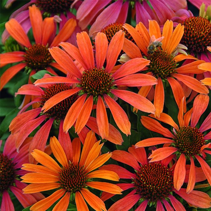 Sonnenhut\u0020\u0028Echinacea\u0029\u0020Orange\u0020Skipper