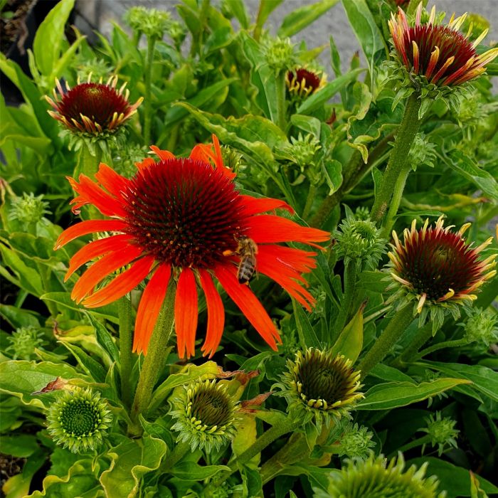 Sonnenhut\u0020\u0028Echinacea\u0029\u0020Orange\u0020Skipper