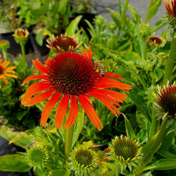 Sonnenhut\u0020\u0028Echinacea\u0029\u0020Orange\u0020Skipper