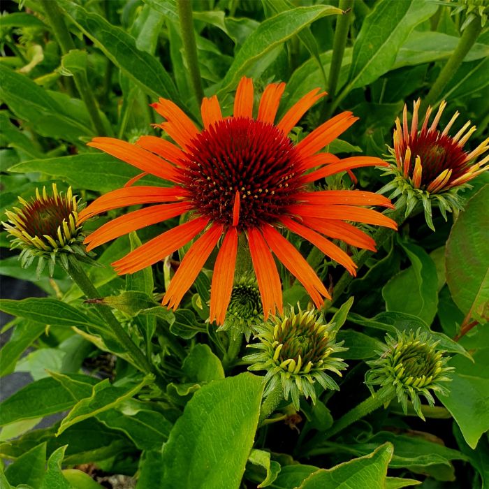 Sonnenhut\u0020\u0028Echinacea\u0029\u0020Orange\u0020Skipper