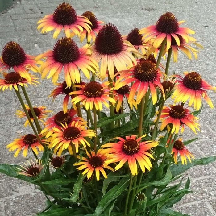 Sonnenhut\u0020\u0028Echinacea\u0029\u0020Parrot