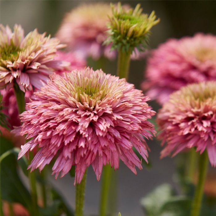 Sonnenhut\u0020\u0028Echinacea\u0029\u0020Pink\u0020Bonbon