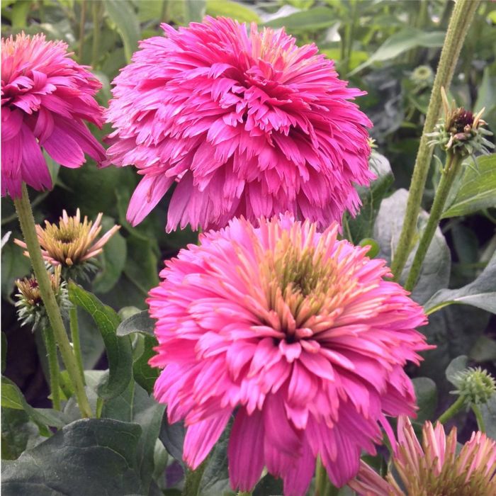 Sonnenhut\u0020\u0028Echinacea\u0029\u0020Pink\u0020Bonbon