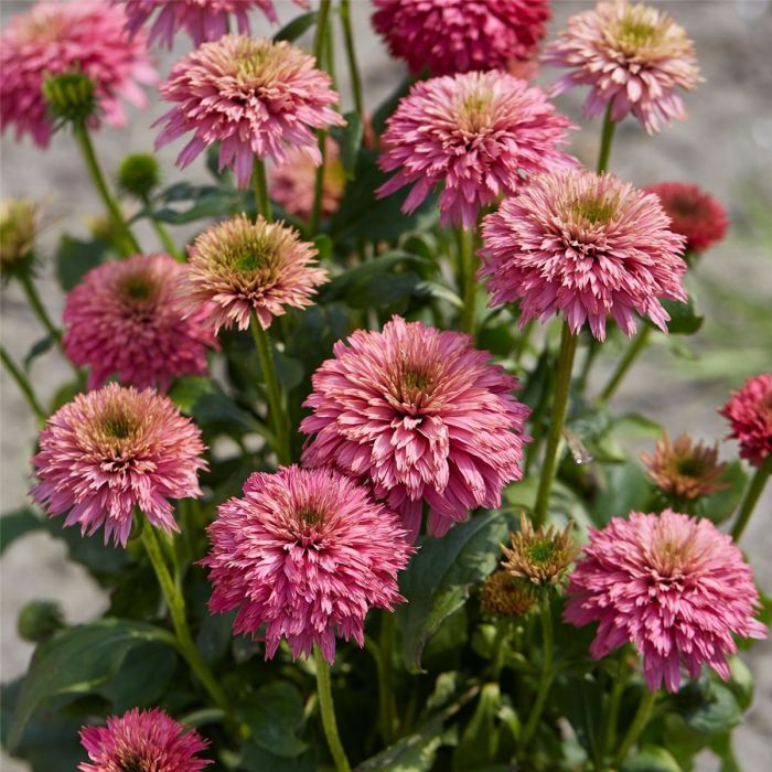 Sonnenhut\u0020\u0028Echinacea\u0029\u0020Pink\u0020Bonbon