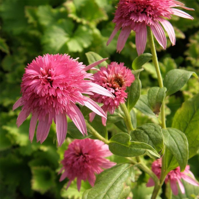 Sonnenhut\u0020\u0028Echinacea\u0020purpurea\u0029\u0020Pink\u0020Double\u0020Delight