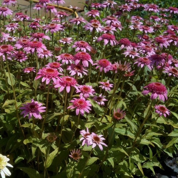 Sonnenhut\u0020\u0028Echinacea\u0020purpurea\u0029\u0020Pink\u0020Double\u0020Delight