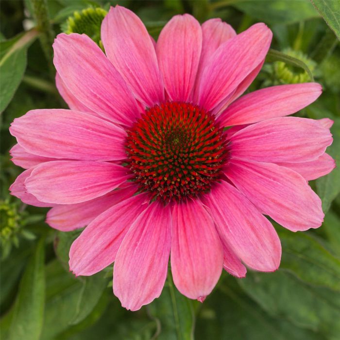 Sonnenhut\u0020\u0028Echinacea\u0029\u0020Pink\u0020Pearl