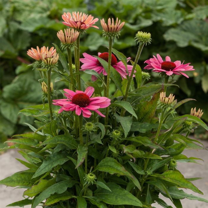 Sonnenhut\u0020\u0028Echinacea\u0029\u0020Pink\u0020Pearl