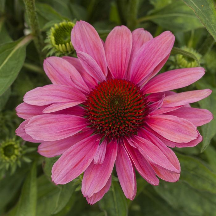 Sonnenhut\u0020\u0028Echinacea\u0029\u0020Pink\u0020Pearl