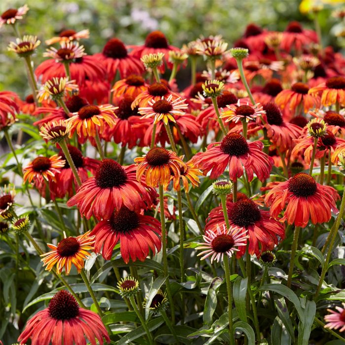 Sonnenhut\u0020\u0028Echinacea\u0029\u0020Postman