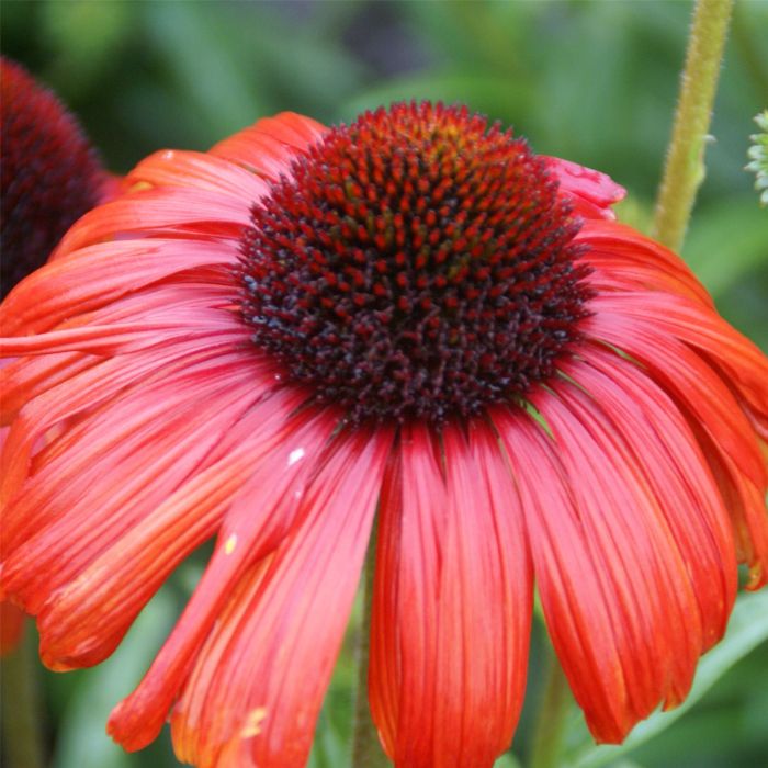 Sonnenhut\u0020\u0028Echinacea\u0029\u0020Postman