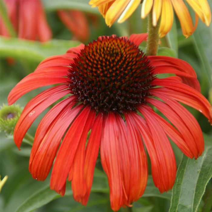 Sonnenhut\u0020\u0028Echinacea\u0029\u0020Postman