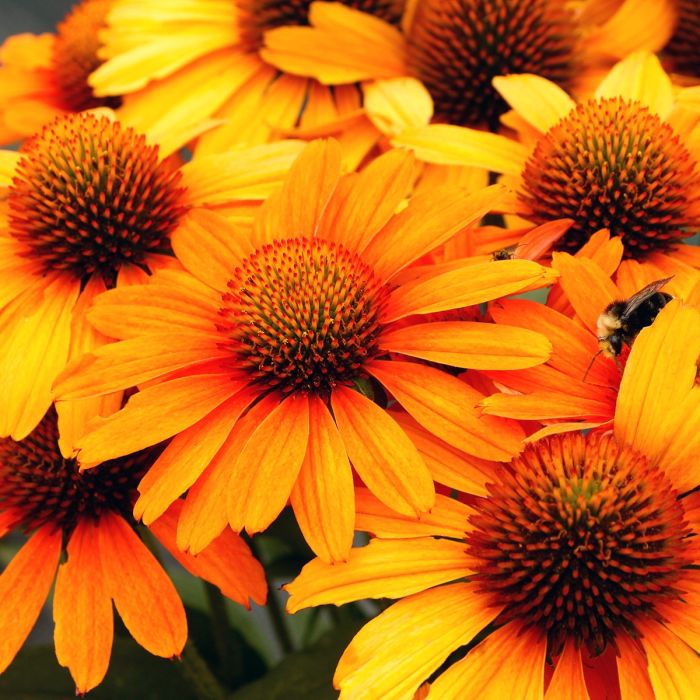 Sonnenhut\u0020\u0028Echinacea\u0029\u0020Prima\u0020Saffron