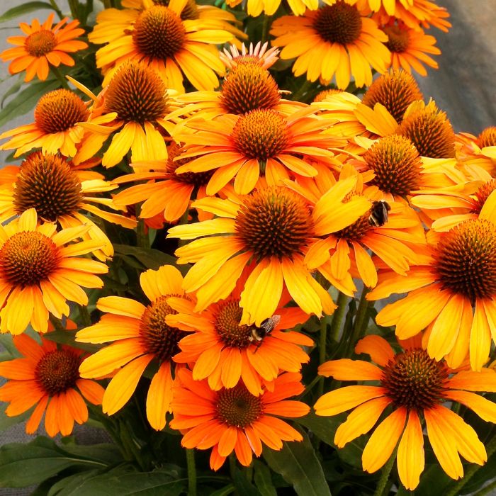 Sonnenhut\u0020\u0028Echinacea\u0029\u0020Prima\u0020Saffron