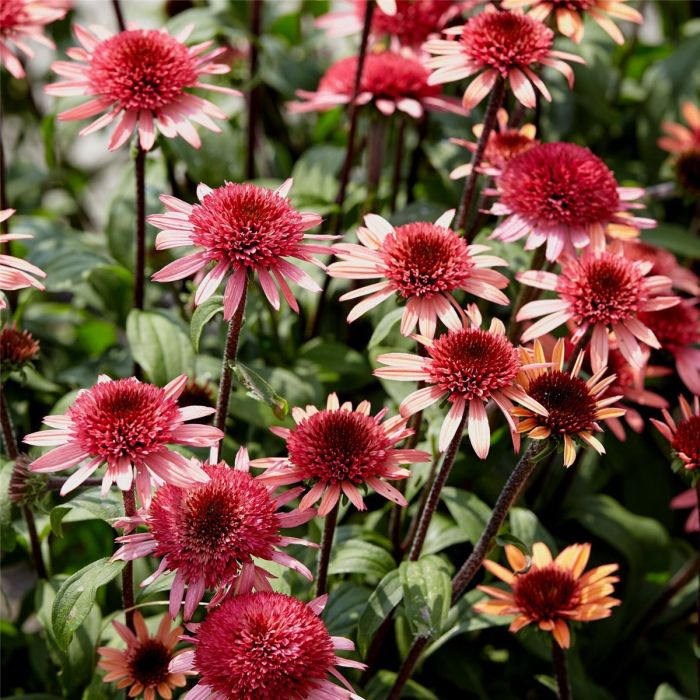 Sonnenhut\u0020\u0028Echinacea\u0020purpurea\u0029\u0020Raspberry\u0020Truffle