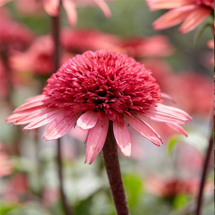 Sonnenhut\u0020\u0028Echinacea\u0020purpurea\u0029\u0020Raspberry\u0020Truffle