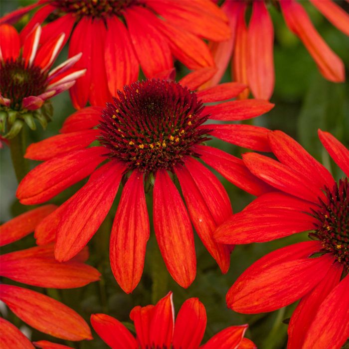 Sonnenhut\u0020\u0028Echinacea\u0029\u0020Red\u0020Pearl