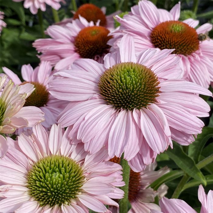 Sonnenhut\u0020\u0028Echinacea\u0029\u0020SUNSEEKER\u0020Blush