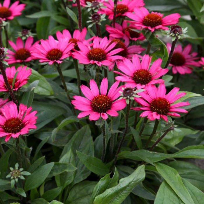 Sonnenhut\u0020\u0028Echinacea\u0029\u0020SUNSEEKER\u0020Purplelicious