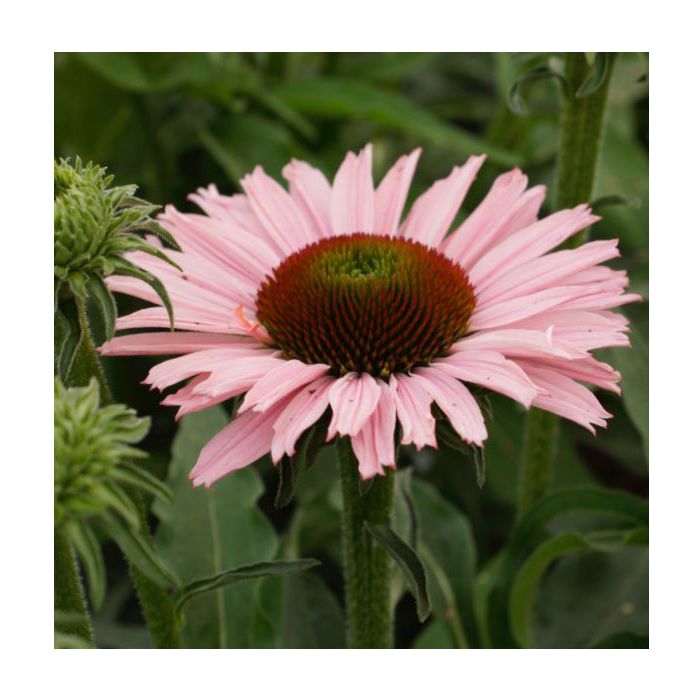 Sonnenhut\u0020\u0028Echinacea\u0029\u0020SUNSEEKER\u0020Salmon