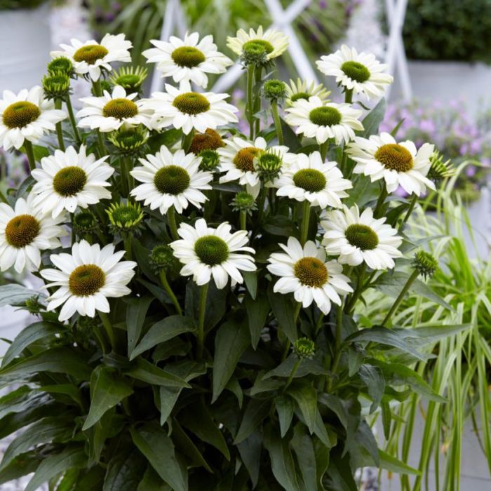 Sonnenhut\u0020\u0028Echinacea\u0029\u0020SUNSEEKER\u0020White\u0020Beauty