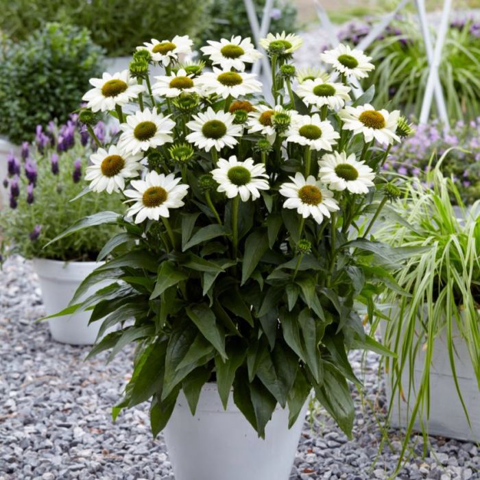 Sonnenhut\u0020\u0028Echinacea\u0029\u0020SUNSEEKER\u0020White\u0020Beauty