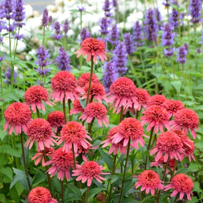 Sonnenhut\u0020\u0028Echinacea\u0029\u0020Supreme\u2122\u0020Flamingo