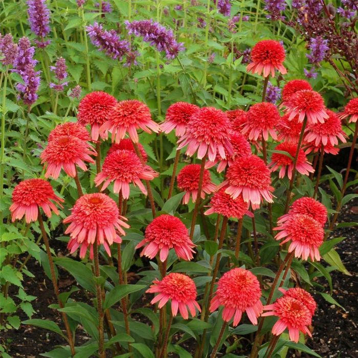 Sonnenhut\u0020\u0028Echinacea\u0029\u0020Supreme\u2122\u0020Flamingo