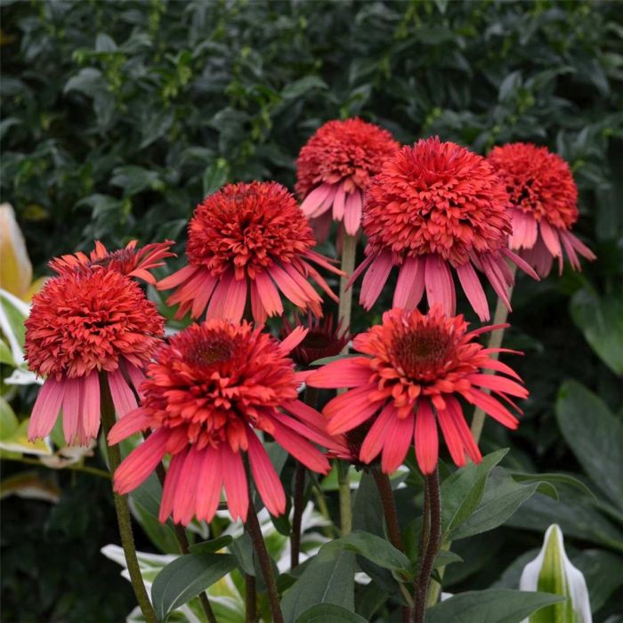 Sonnenhut\u0020\u0028Echinacea\u0029\u0020Supreme\u2122\u0020Flamingo