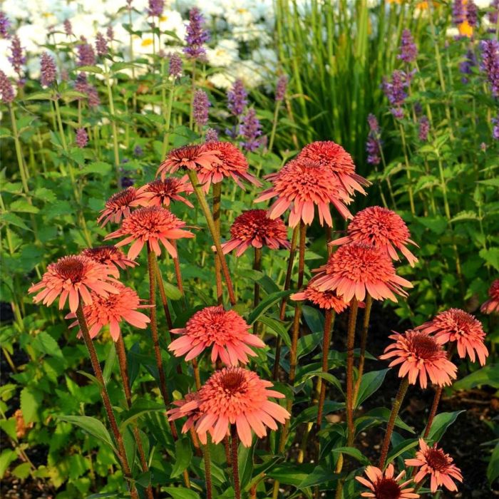 Sonnenhut\u0020\u0028Echinacea\u0029\u0020Supreme\u2122\u0020Flamingo