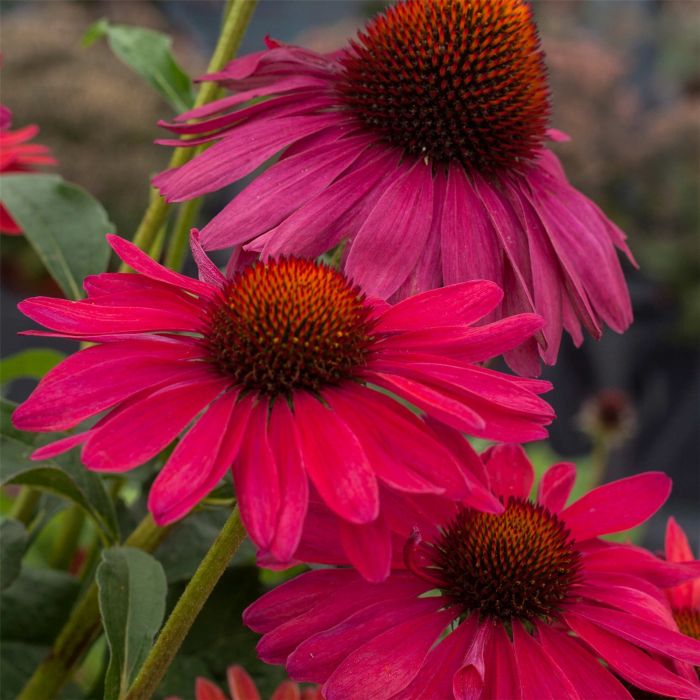 Sonnenhut\u0020\u0028Echinacea\u0029\u0020Sweet\u0020Meadow\u0020Mama