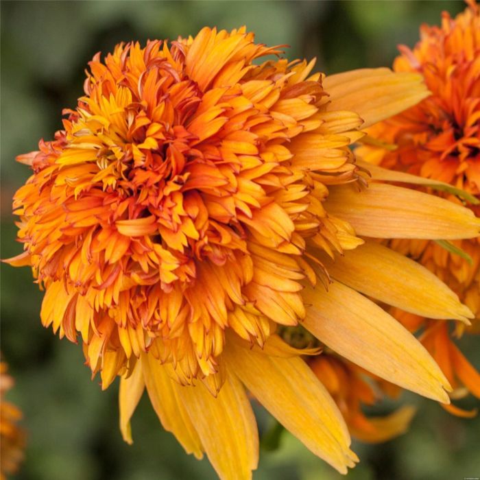 Sonnenhut\u0020\u0028Echinacea\u0020purpurea\u0029\u0020Marmalade