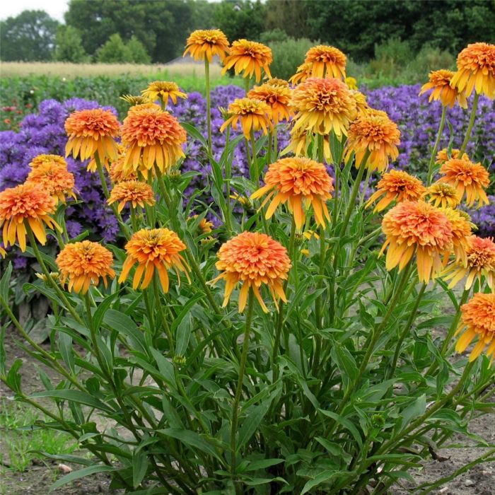 Sonnenhut\u0020\u0028Echinacea\u0020purpurea\u0029\u0020Marmalade