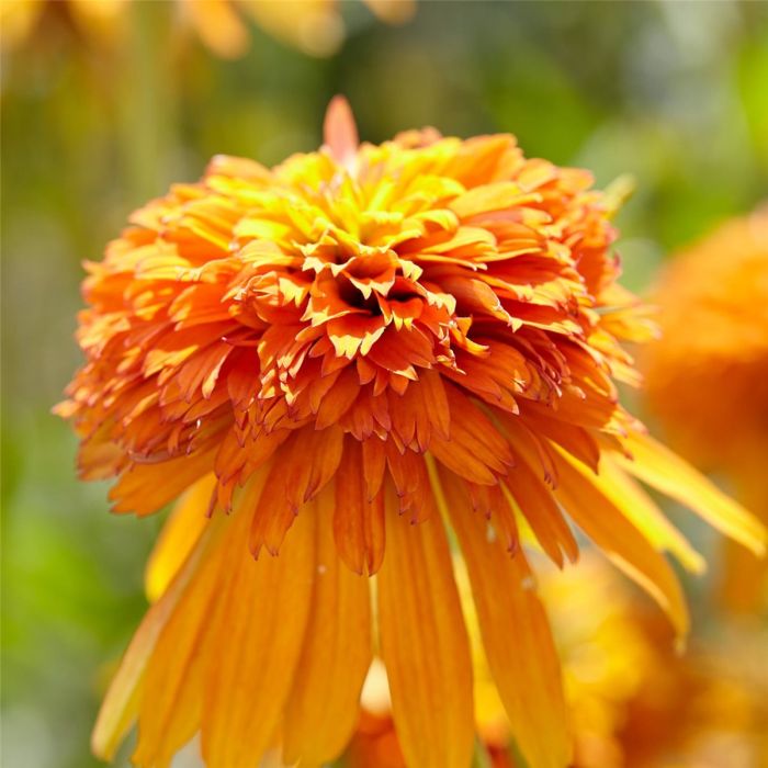 Sonnenhut\u0020\u0028Echinacea\u0020purpurea\u0029\u0020Marmalade