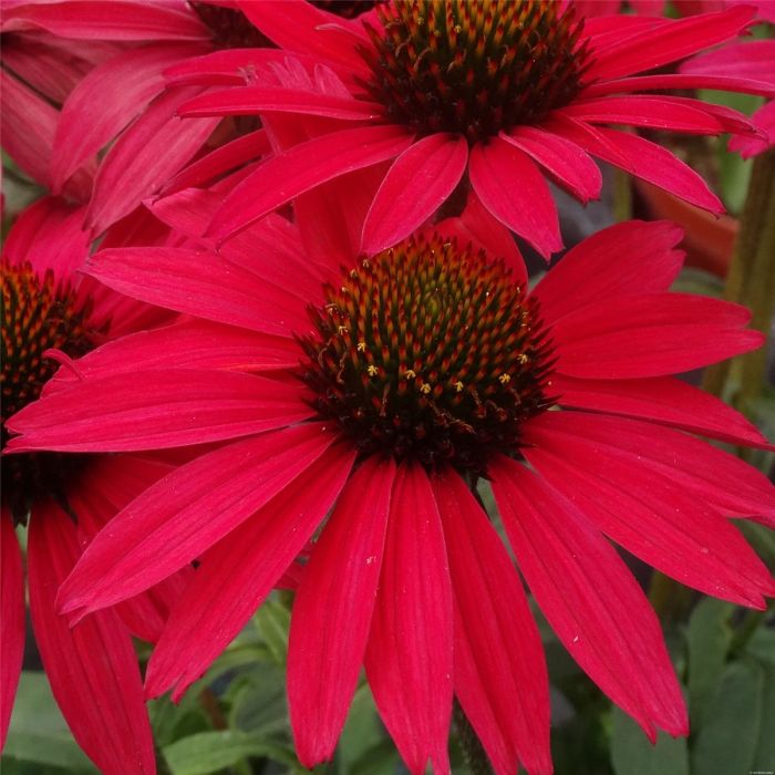 Sonnenhut\u0020\u0028Echinacea\u0020purpurea\u0029\u0020GLOWING\u0020DREAM