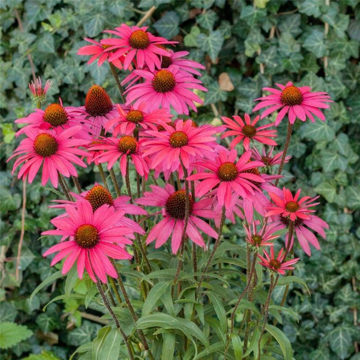 Sonnenhut\u0020\u0028Echinacea\u0020purpurea\u0029\u0020GLOWING\u0020DREAM