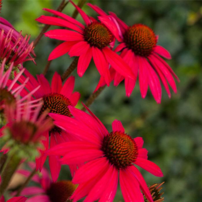 Sonnenhut\u0020\u0028Echinacea\u0020purpurea\u0029\u0020GLOWING\u0020DREAM