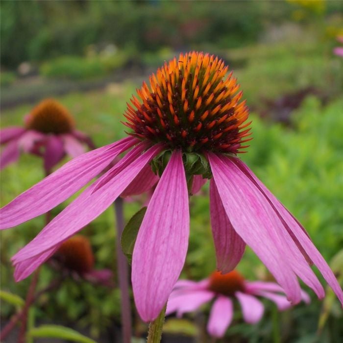 Roter\u0020Sonnenhut\u0020\u0028Echinacea\u0020purpurea\u0029\u0020Scheinsonnenhut\u0020