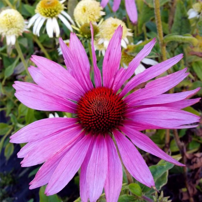 Roter\u0020Sonnenhut\u0020\u0028Echinacea\u0020purpurea\u0029\u0020Magnus