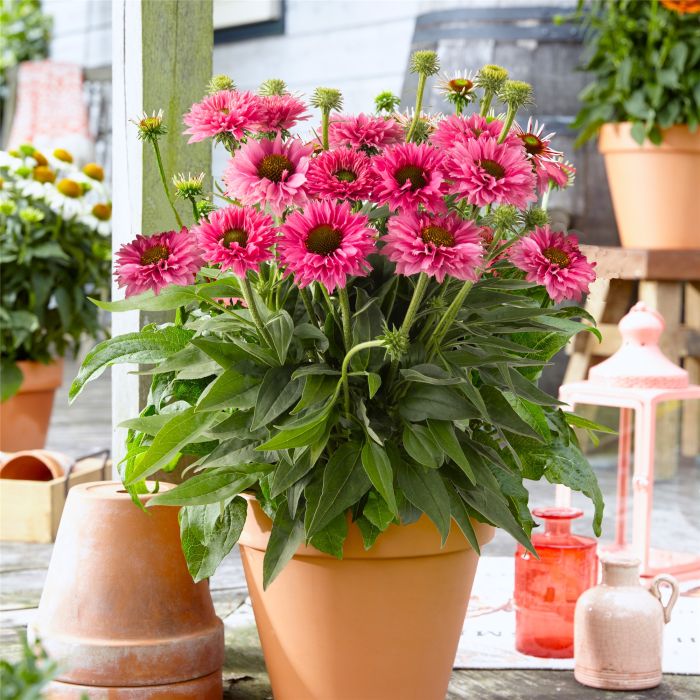 Sonnenhut\u0020\u0028Echinacea\u0020purpurea\u0029\u0020Bolero\u0020Rose