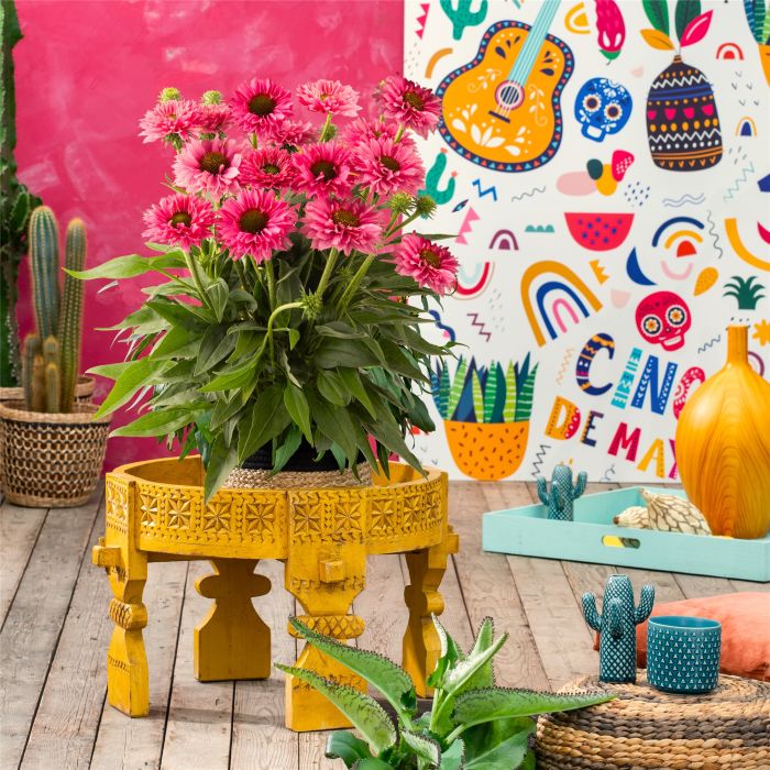 Sonnenhut\u0020\u0028Echinacea\u0020purpurea\u0029\u0020Bolero\u0020Rose