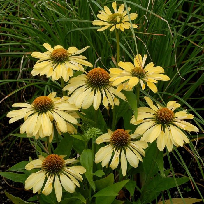 Sonnenhut\u0020\u0028Echinacea\u0020purpurea\u0029\u0020Chiquita