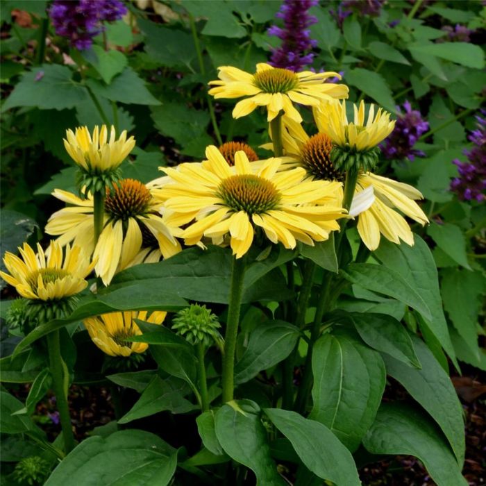 Sonnenhut\u0020\u0028Echinacea\u0020purpurea\u0029\u0020Chiquita