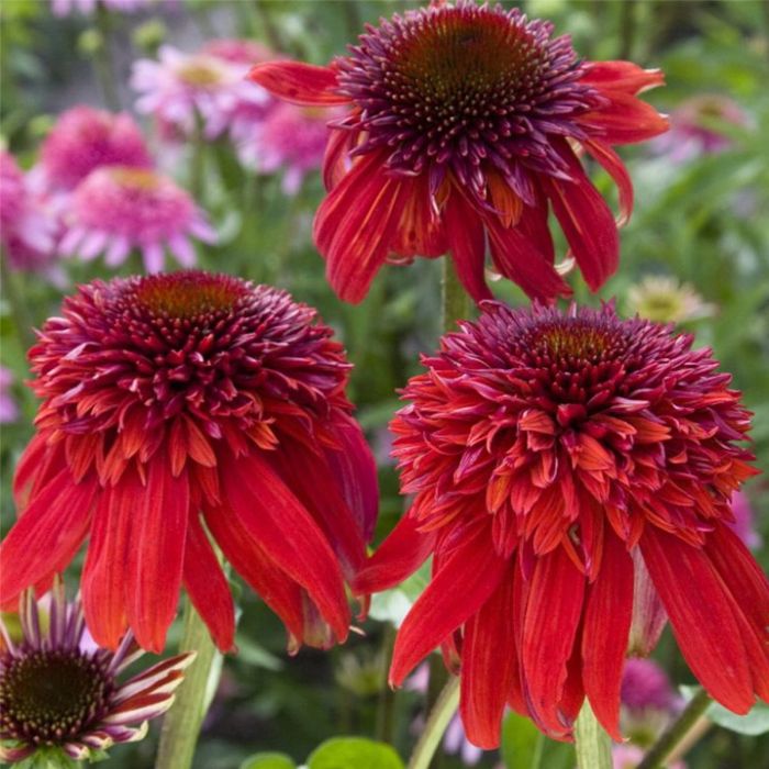 Sonnenhut\u0020\u0028Echinacea\u0020purpurea\u0029\u0020Eccentric