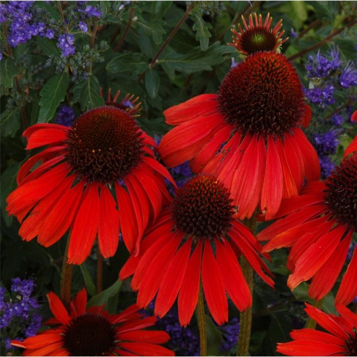 Sonnenhut\u0020\u0028Echinacea\u0020purpurea\u0029\u0020FIREBIRD\u0020