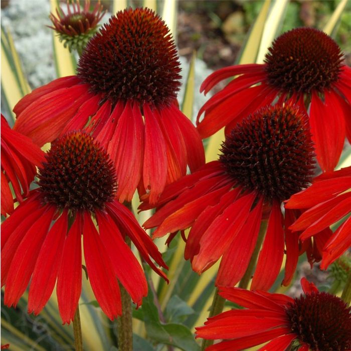 Sonnenhut\u0020\u0028Echinacea\u0020purpurea\u0029\u0020FIREBIRD\u0020