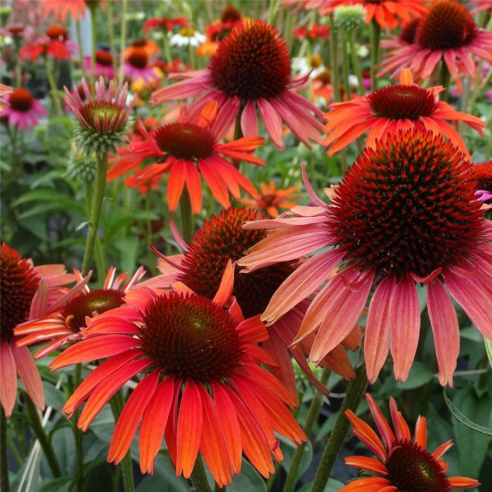 Sonnenhut\u0020\u0028Echinacea\u0020purpurea\u0029\u0020Hot\u0020Lava