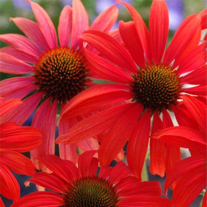 Sonnenhut\u0020\u0028Echinacea\u0020purpurea\u0029\u0020Tomato\u0020Soup