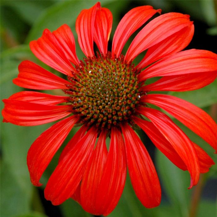 Sonnenhut\u0020\u0028Echinacea\u0020purpurea\u0029\u0020Tomato\u0020Soup